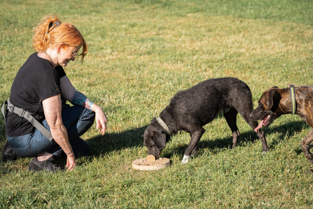 angebot-hunde-beschaeftigung-denkspiel-hundeschule-alfeld Artgerechte Hundebeschäftigung in der Hundeschule Alfeld: Ein Hund löst ein Intelligenzspielzeug unter Aufsicht von Trainerin Regina Gadesmann.