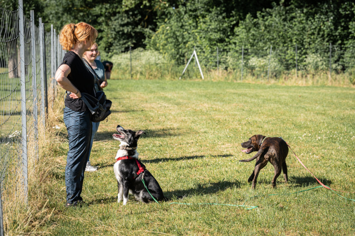 angebot-hunde-seminar-hundeschule-alfeld Seminar in der Hundeschule Alfeld: Trainerin Regina Gadesmann beobachtet Hunde bei einer Übung auf dem Trainingsplatz.