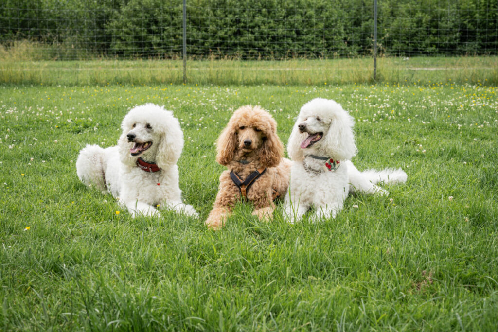 angebot-sachkundepruefung-hundetraining-pudel-hundeschule-alfeld Drei gut trainierte Pudel bei der Hundeschule Alfeld warten während der Vorbereitung auf die Sachkundeprüfung.