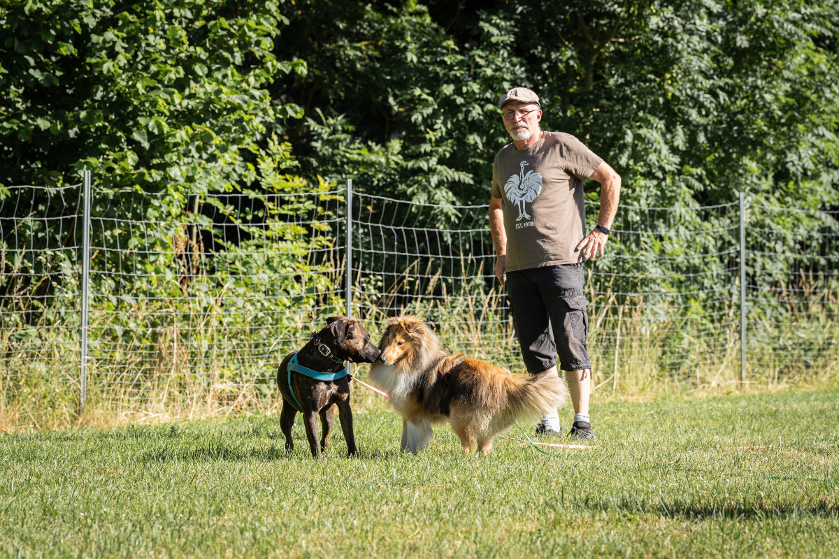 Sozialisierungstraining in Sibbesse: Ein Collie und ein dunkler Hund lernen sich unter Aufsicht ihres Halters kennen.