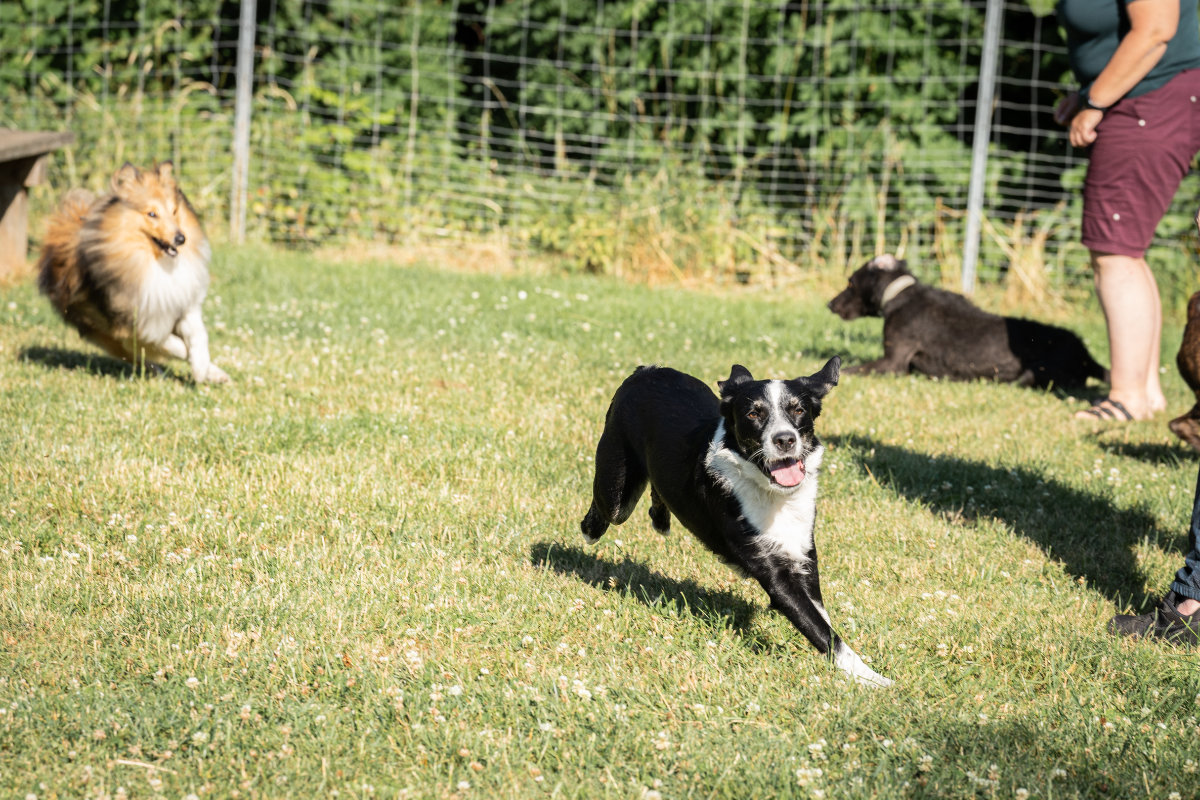 Spiel und Freilauf in der Hundeschule Alfeld: Ein Border Collie rennt glücklich über die Wiese des Trainingsgeländes.