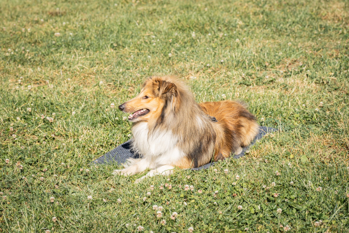 Entspanntes Deckentraining in der Hundeschule Alfeld: Ein Shelty liegt ruhig auf seiner Decke auf der Wiese.