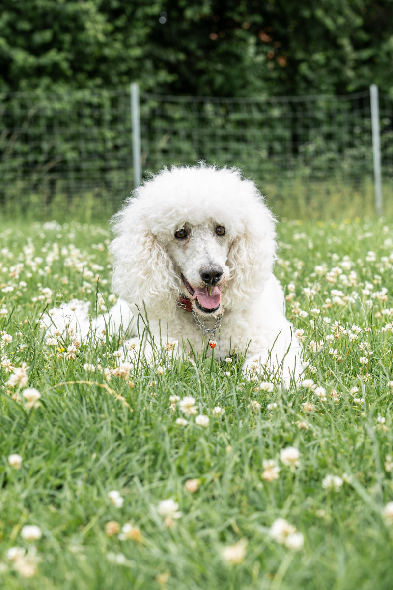 Ein weißer Pudel liegt entspannt und aufmerksam auf einer Wiese bei der Hundeschule Alfeld.