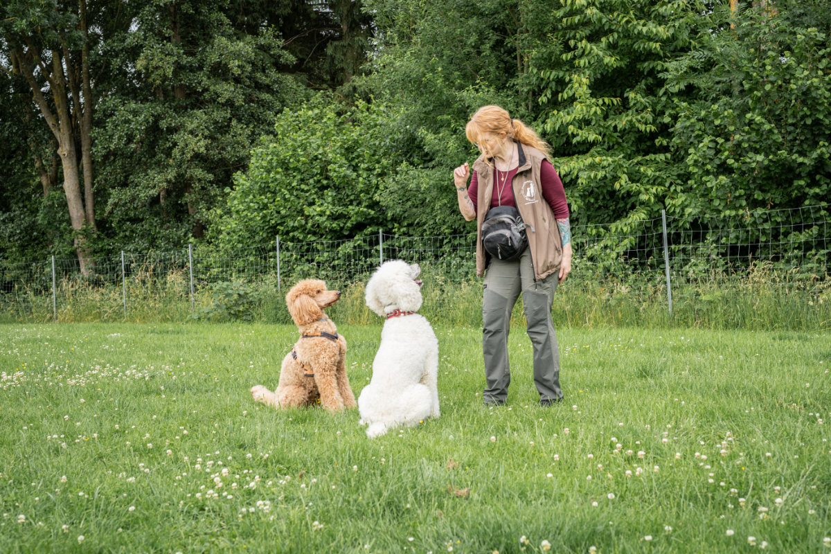 Hundetrainerin Regina Gadesmann gibt zwei aufmerksam sitzenden Pudeln ein Sichtzeichen während einer Übung.