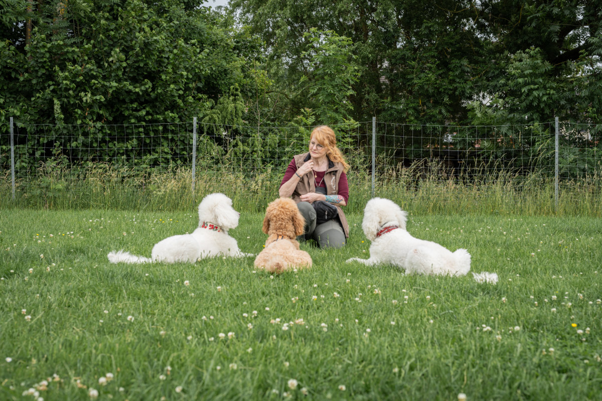 Regina Gadesmann mit ihren drei Pudeln bei einer Ruheübung auf der Wiese der Hundeschule Alfeld.
