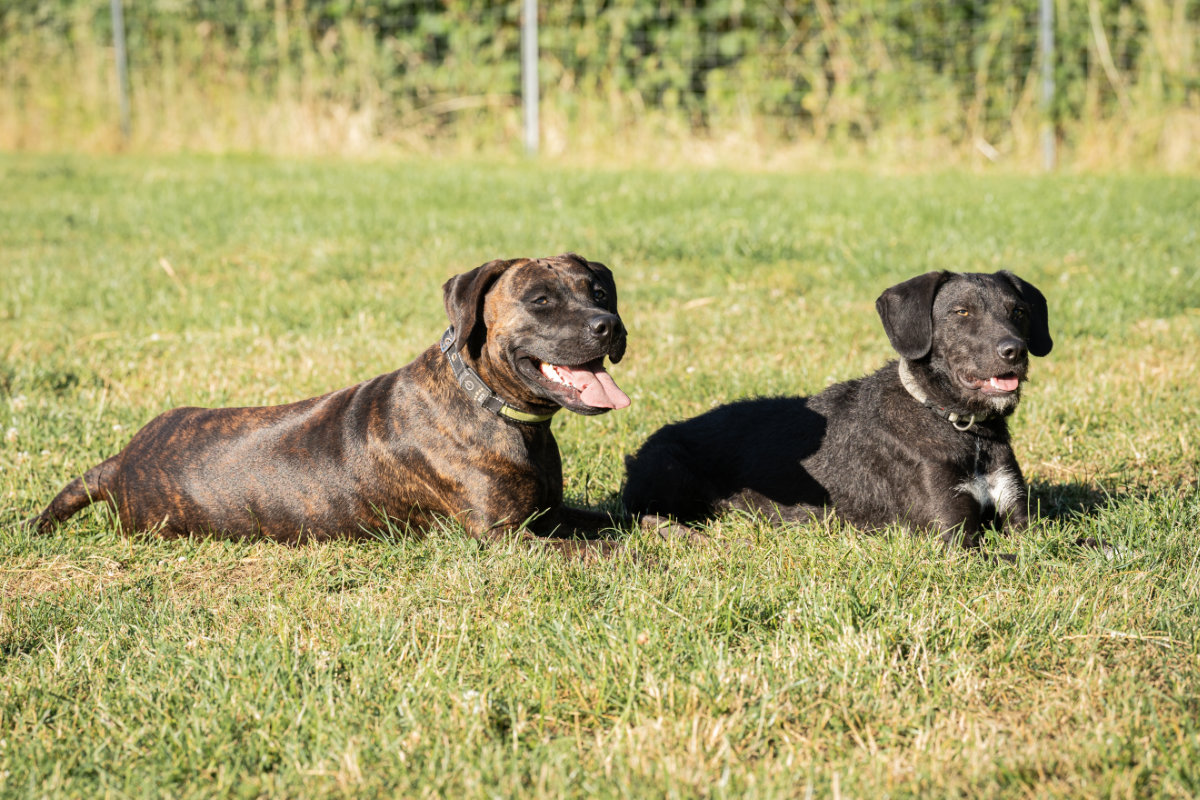 Zwei entspannte Hunde liegen im Gras während einer Ruheübung in der Hundeschule Alfeld.