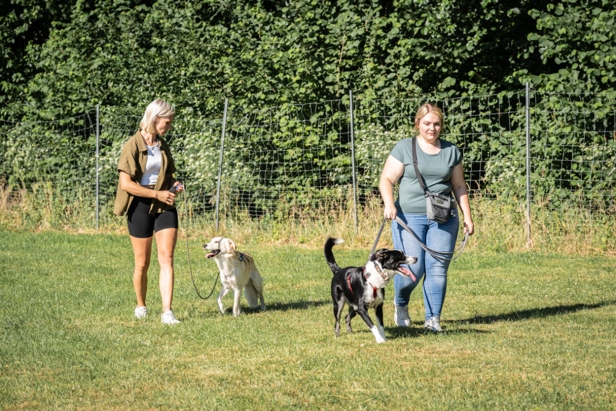 Zwei Teilnehmerinnen üben im Gruppenkurs der Hundeschule Alfeld die kontrollierte Begegnung ihrer Hunde.