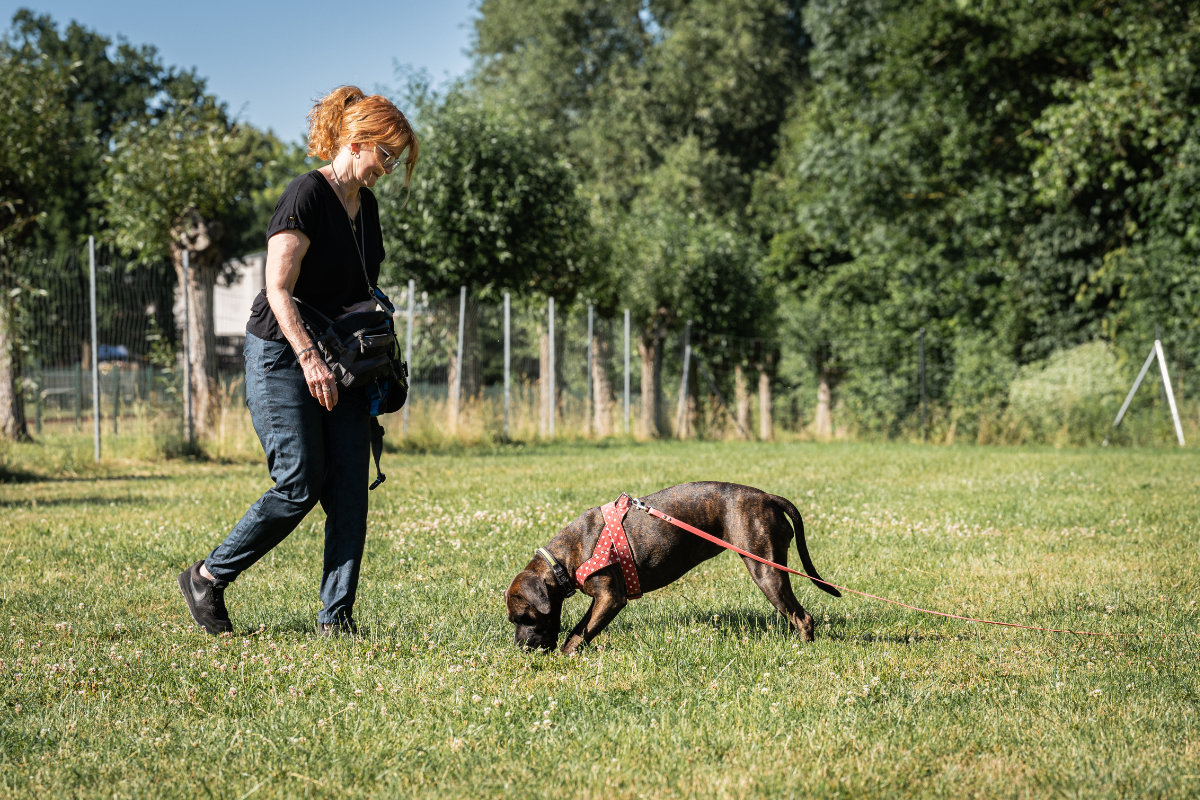 Ein Hund bei der Fährtenarbeit während des Mantrailing-Trainings unter Anleitung von Regina Gadesmann.