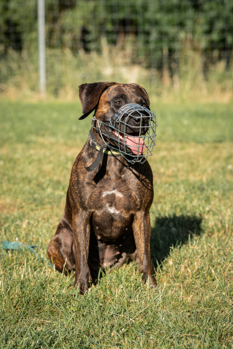 Ein brindlefarbener Hund sitzt entspannt und aufmerksam mit einem gut sitzenden Maulkorb beim Sicherheitstraining.