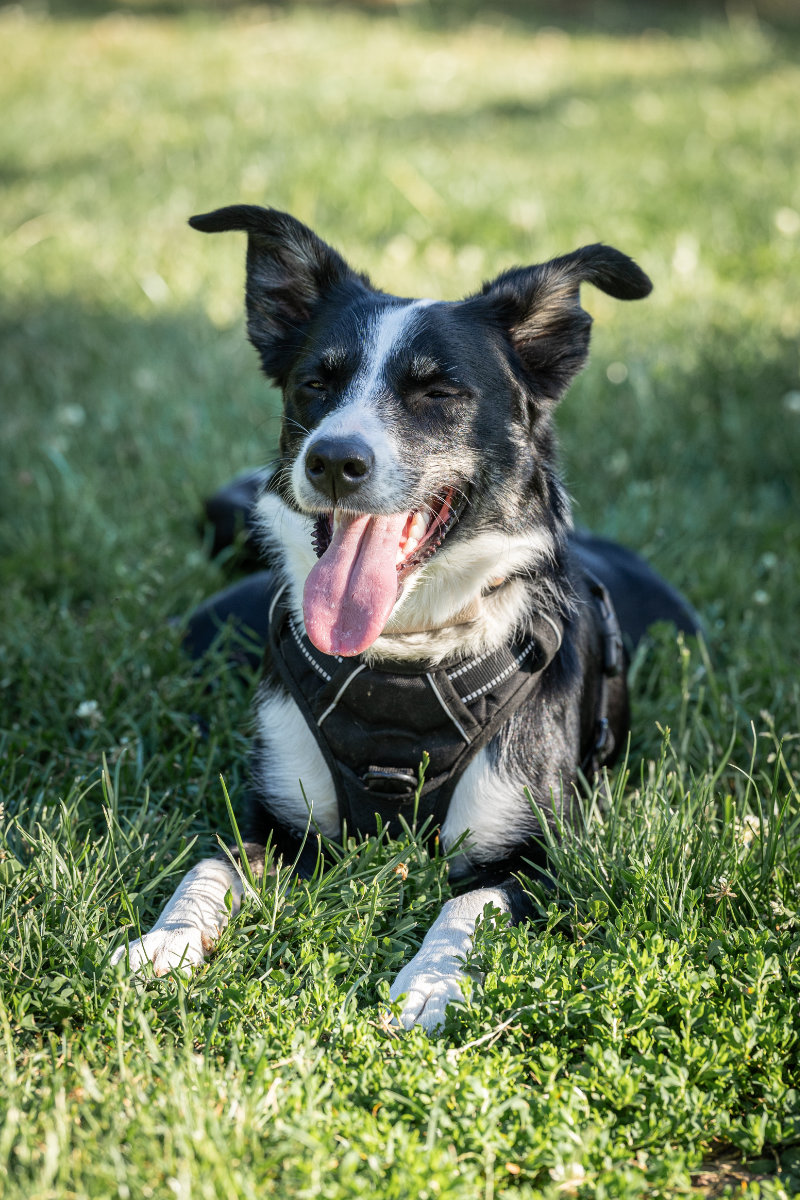 Ein glücklicher Border Collie-Mischling entspannt sich nach dem Hundetraining im Schatten auf der Wiese.