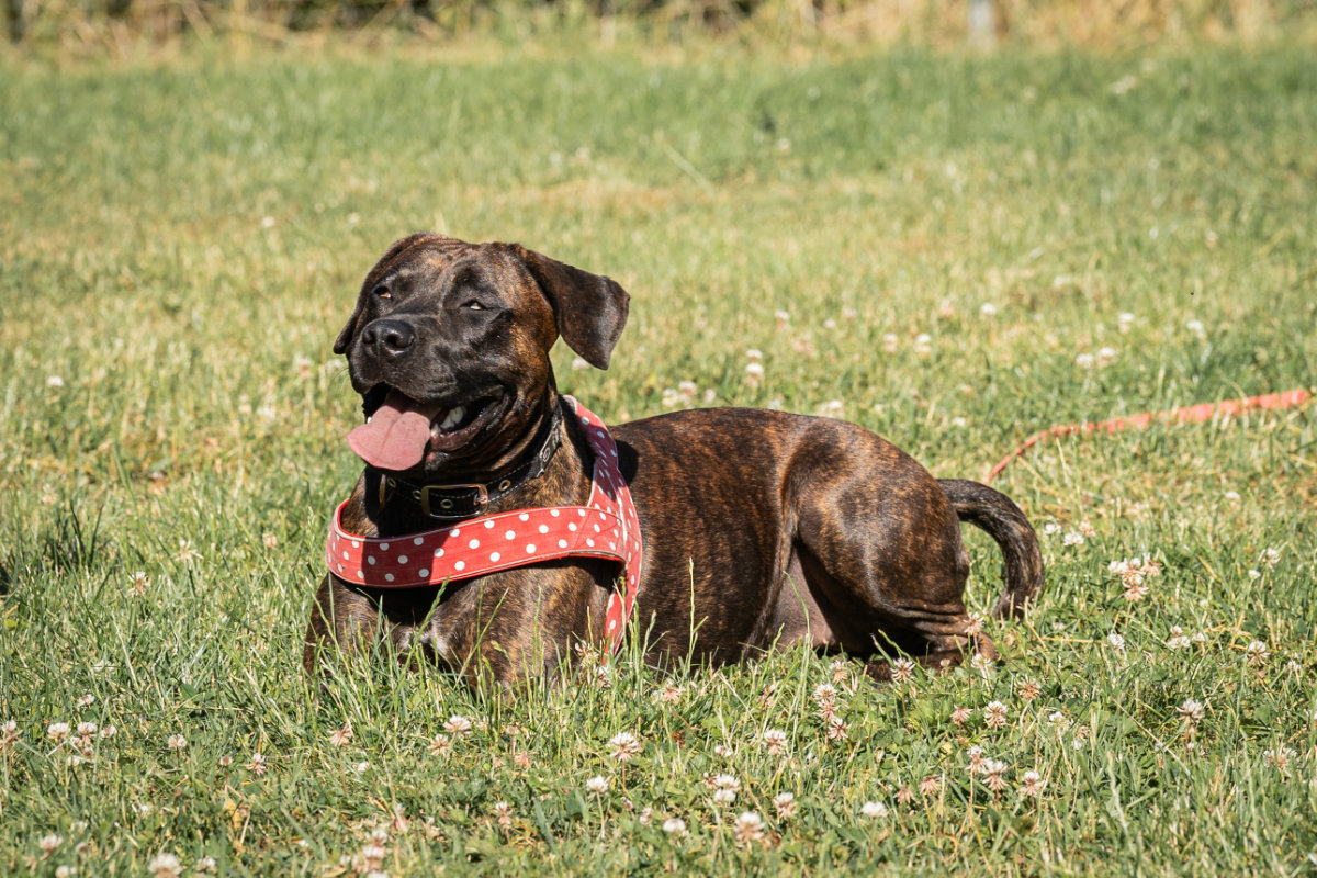 Ein entspannter, brindlefarbener Hund macht eine Pause im Gras auf dem Trainingsgelände der Hundeschule Alfeld.