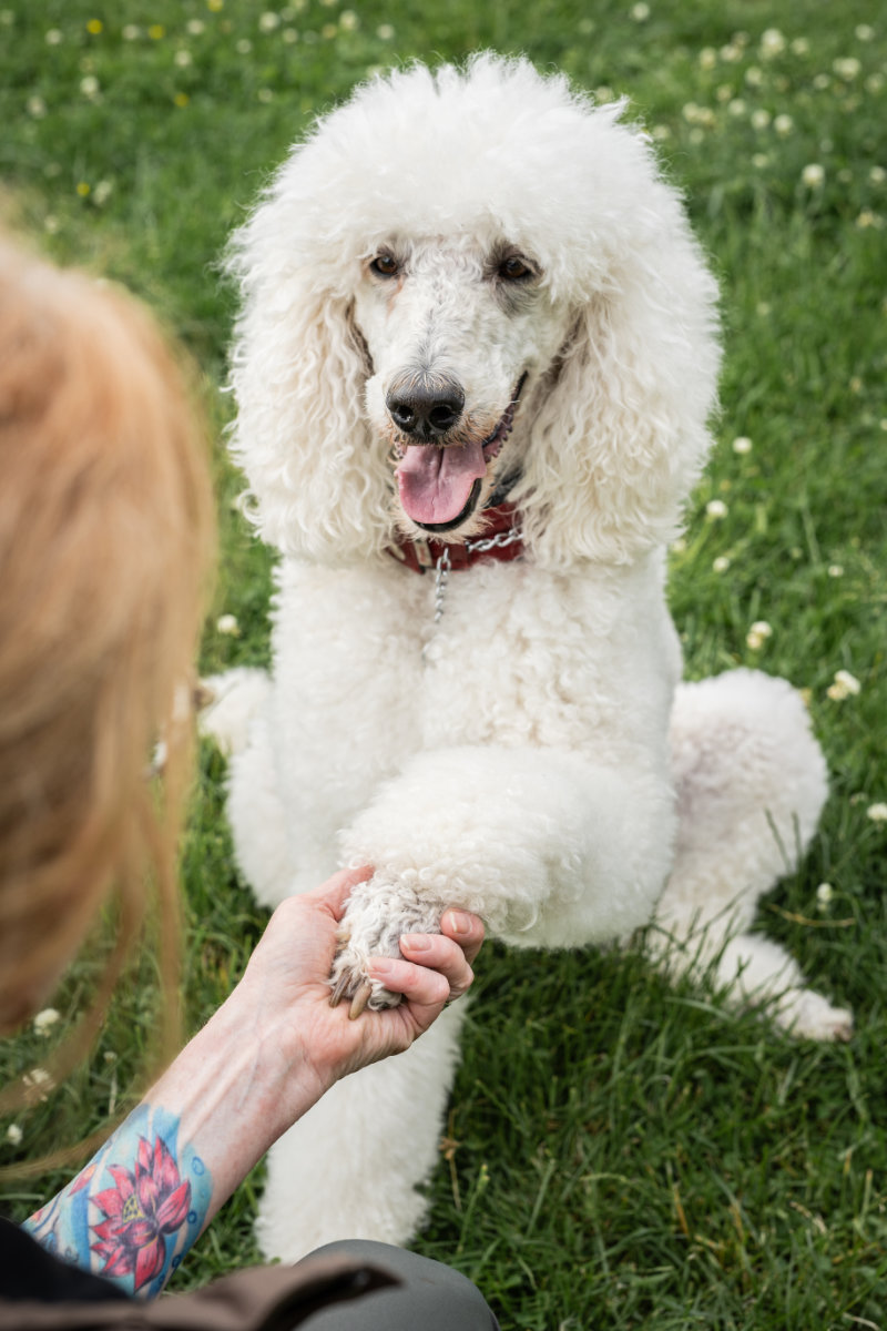 ueber-vertrauen-mensch-hund-beziehung-hundeschule-alfeld Vertrauensvolle Beziehung zwischen Mensch und Hund: Eine Hand hält sanft die Pfote eines weißen Pudels.